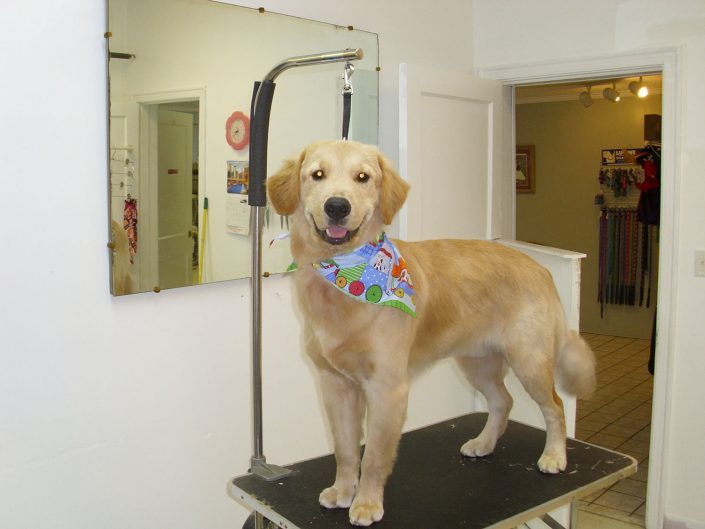 Best Dog Grooming in Asheville