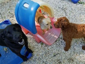 Best-Doggie-Day-Care-Asheville-NC