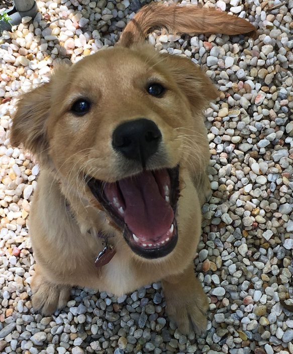 Happy Dog at Haw Creek Pet Care Dog Boarding