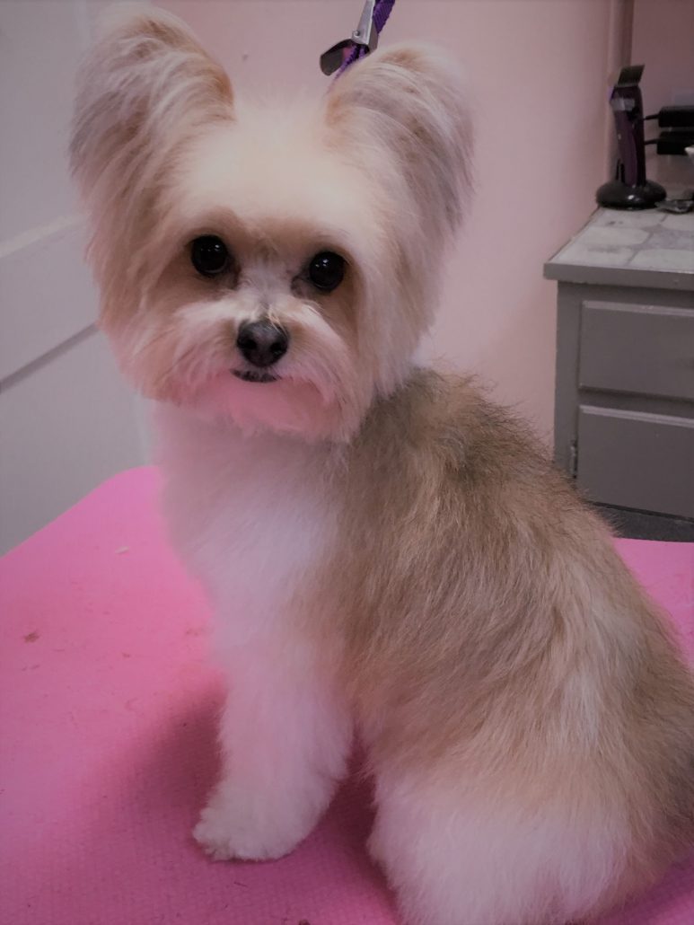 Dog Grooming for Small Dogs in Asheville
