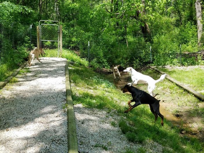 Doggie Day Care and Boarding with Outdoor area