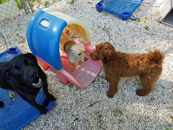 Doggie Day Care Dogs Playing