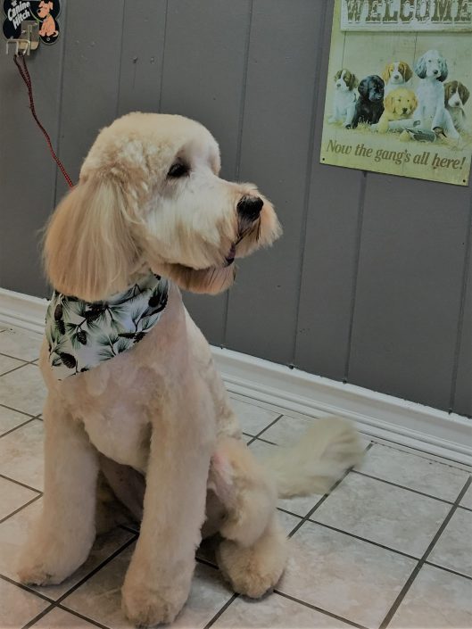 Doggie Haircut in Asheville