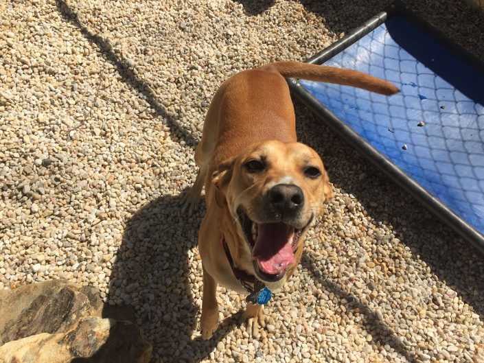 Happy Dog at Doggie Daycare in Asheville