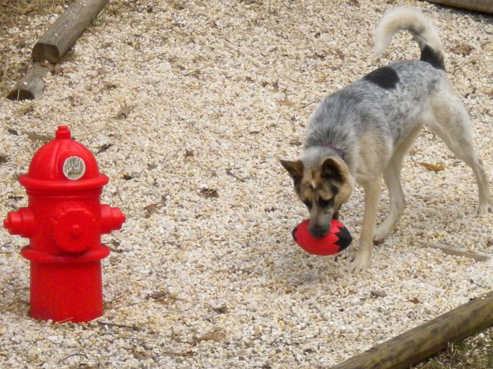 Penny playing at doggy dare care in east asheville