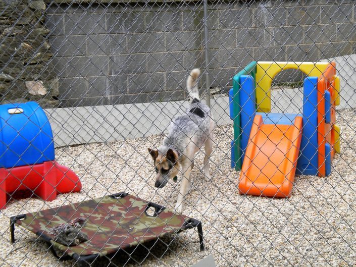 Penny in playyard at doggy dare care in Asheville NC