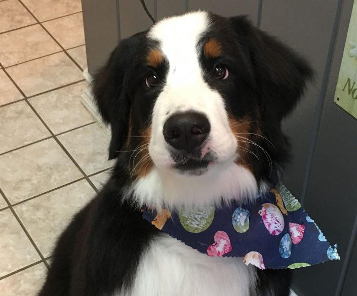 Groomming Dog at Haw Creek Pet Care