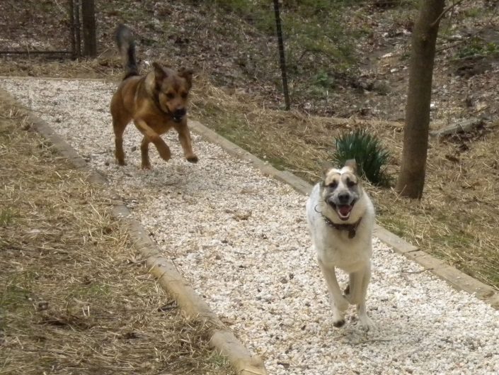 Vicus and Penny running outdoors at our doggy day care