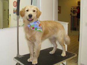 best-doggy-groomer-in-asheville-golden-retriever