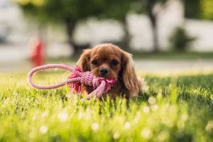 puppy chewing rope